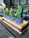 Succulent Holder Template